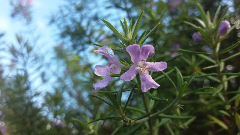 Bio Quinta Do Pantano, Agro Turismo Villa Santo Antonio da Serra Dış mekan fotoğraf